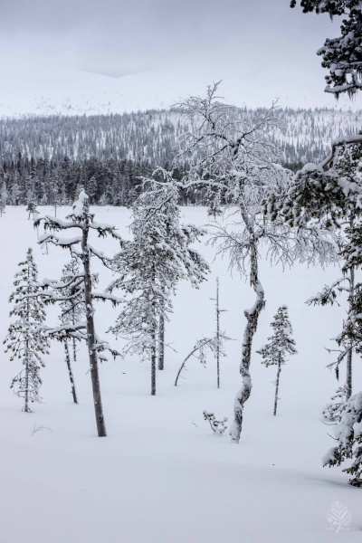 Lappland-2022-web-Galerie-12