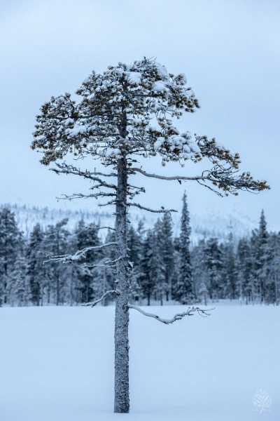 Lappland-2022-web-Galerie-14