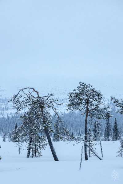 Lappland-2022-web-Galerie-15