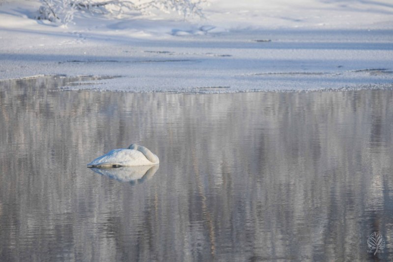 Lappland-2022-web-Galerie-65