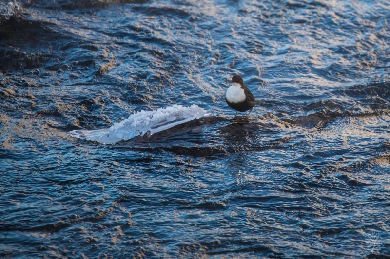 Lappland-2022-web-Galerie-69